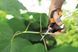 Ножницы Fiskars Solid&trade; Softgrip SP15 1051602 1051602 фото 4